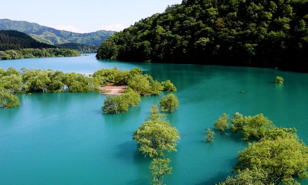 [Vidéo] Les « arbres submergés » du lac Shûsen