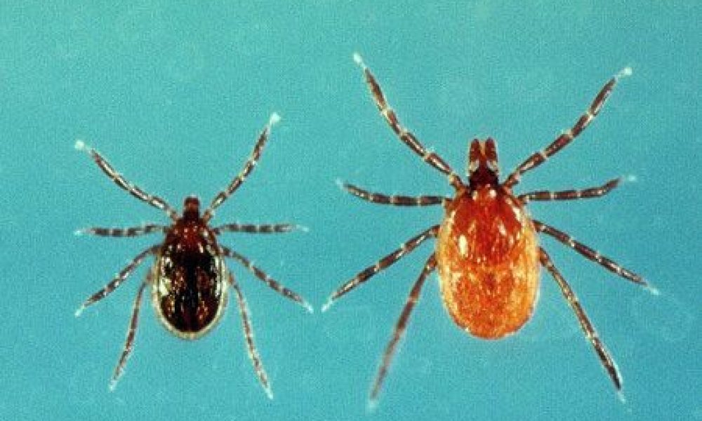 Un nombre de record de SFTS : le Japon alerte sur les piqûres de tiques