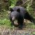 Chiffre record des cas observations d’ours entre avril et juillet au Japon