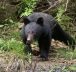 Chiffre record des cas observations d’ours entre avril et juillet au Japon