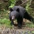 Chiffre record des cas observations d’ours entre avril et juillet au Japon