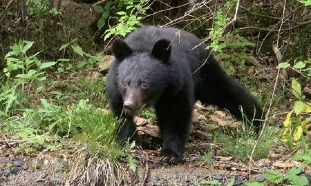 Chiffre record des cas observations d’ours entre avril et juillet au Japon