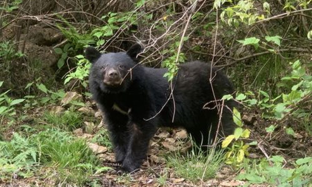 Sept personnes tuées par des ours au Japon depuis avril
