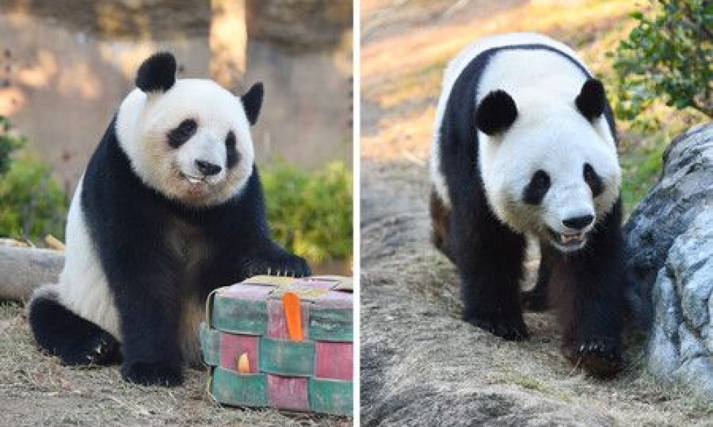 Les deux derniers pandas du Japon retourneront en Chine en janvier