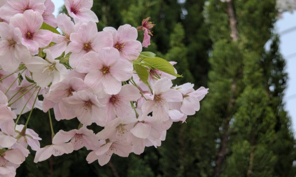 Quelques nouvelles (printemps 2026) – Ogijima